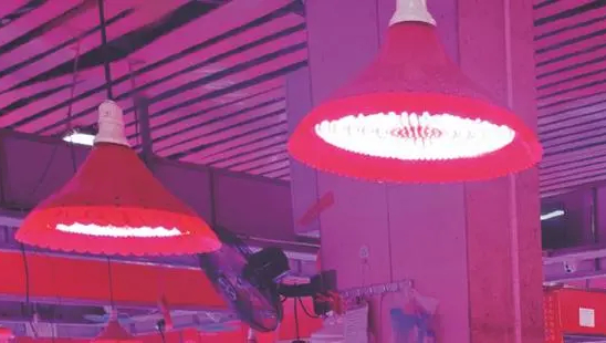 Banned fresh food lanterns: Taobao merchants sell over 4,000 yuan per month