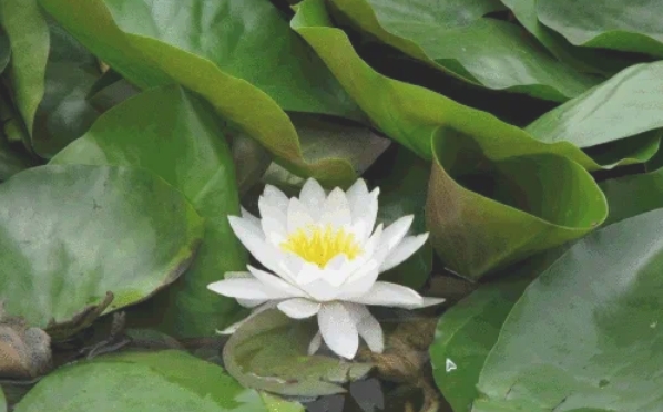 wps office,wps office latest download