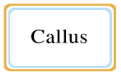 Callus segment first LOGO