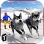 Sled Dog Race 2017