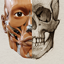 Artist's 3D Anatomy