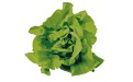 lettuce section first LOGO