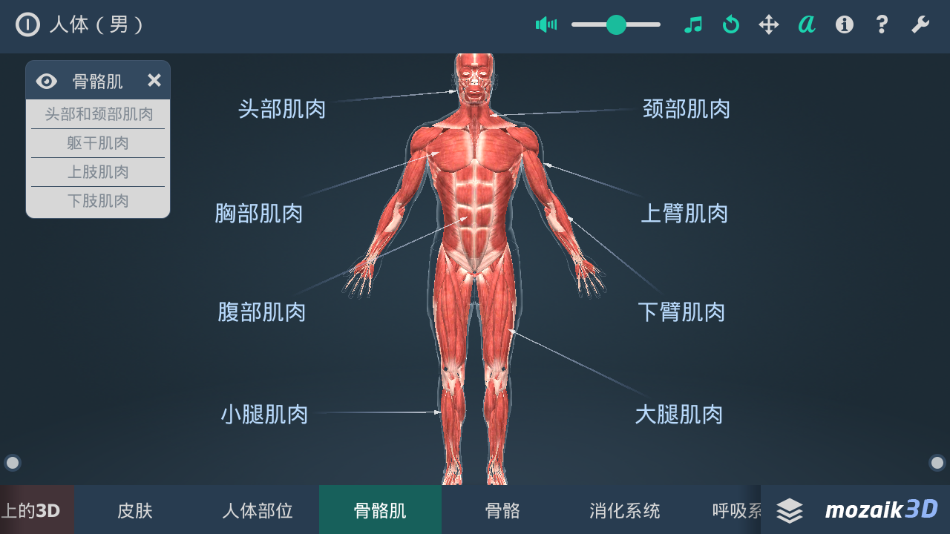 Three-dimensional whole body anatomy simulation