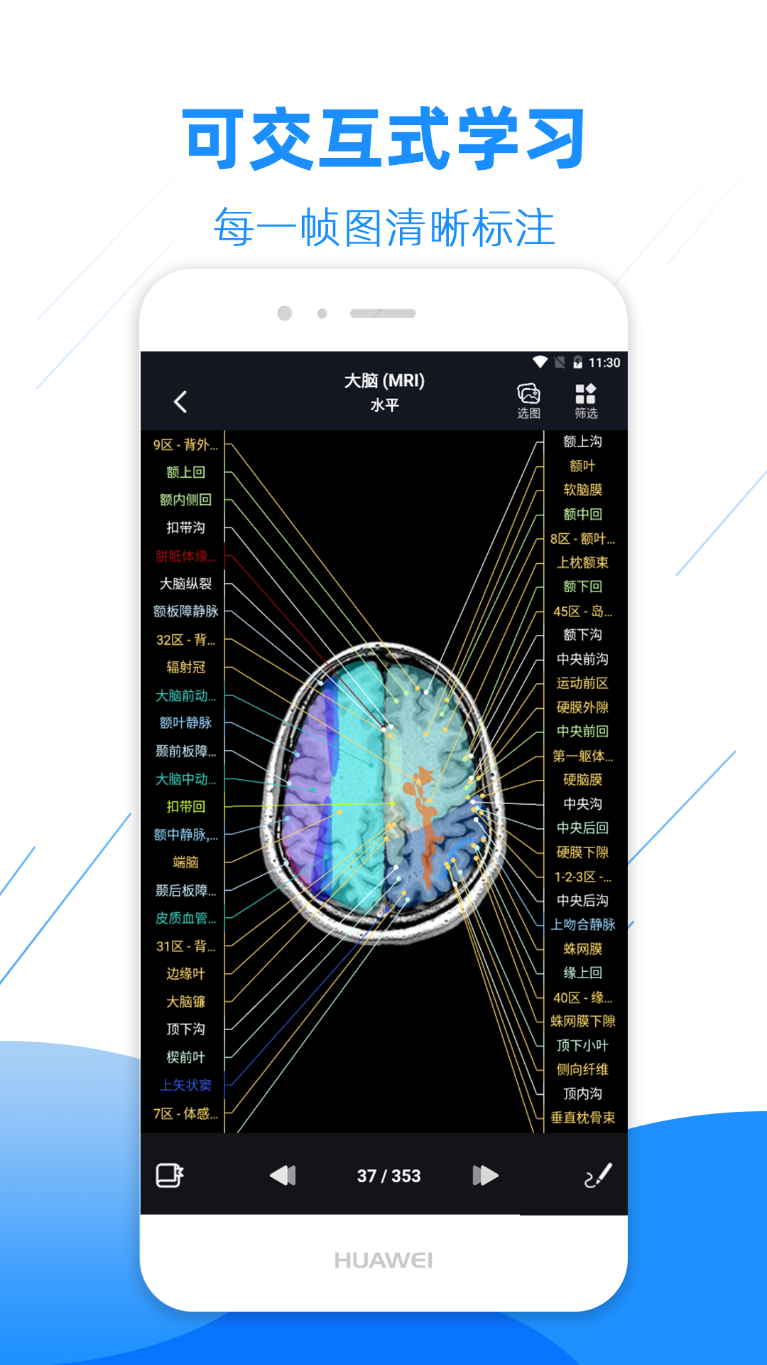 Screenshot of imaging anatomy atlas