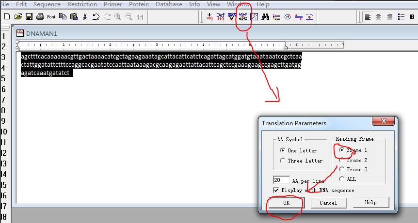 How to use DNAMAN software to translate base sequences into amino acid sequences