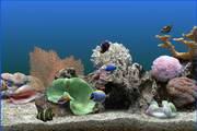 Tropical fish aquarium screensaver segment first LOGO