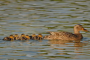 Ducks Unlimited Screensaver