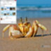 Crab Windows 7 Theme