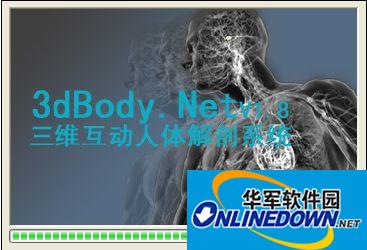 3D human anatomy (3DBODY)