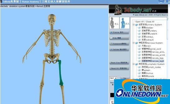 Three-dimensional human anatomy software (3dBody)