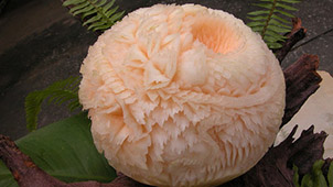 what does melon mean