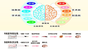 Special topic on whole-brain speed reading and memory