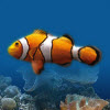 3D aquarium tropical fish dynamic desktop wallpaper