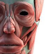 3D human body model