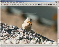 XnView (image viewer)