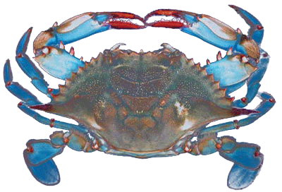 Blue crab